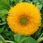 Girasol Oso de peluche