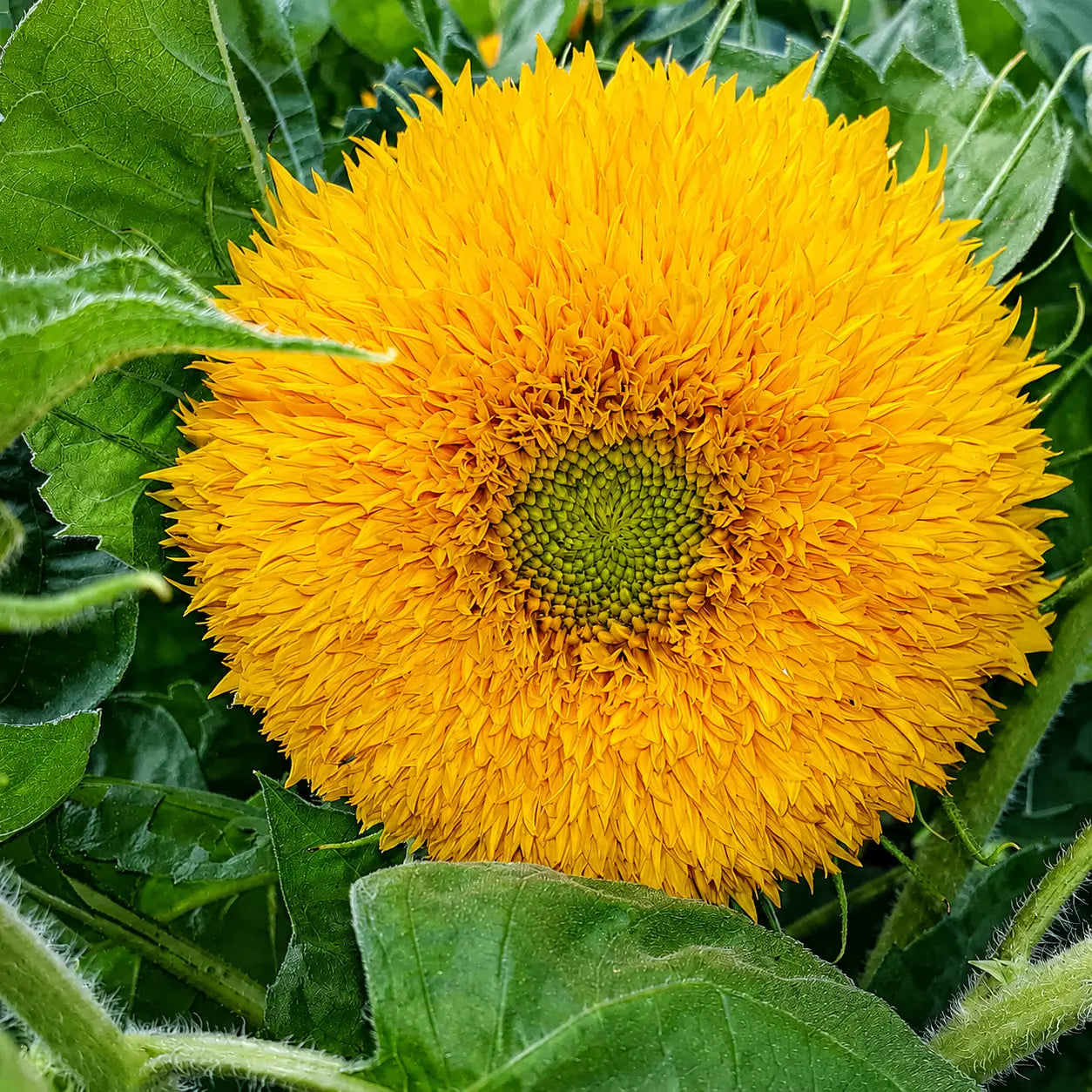Girasol Oso de peluche
