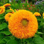 Girasol Oso de peluche