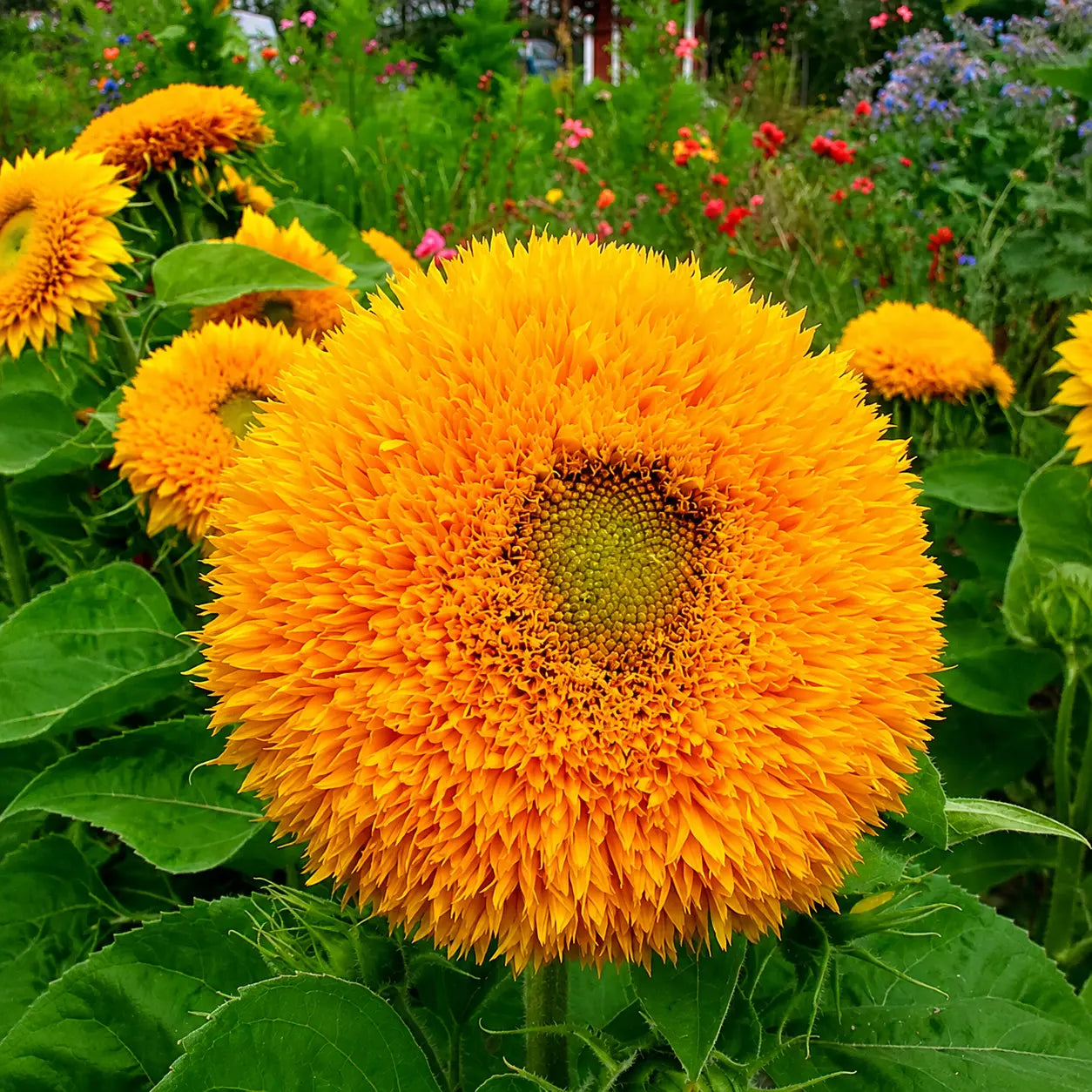 Girasol Oso de peluche