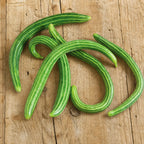 Pepino Armenio Rayado