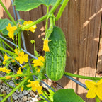 Pepino Calypso F1