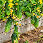 Pepino Calypso F1