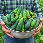 Pepino Calypso F1
