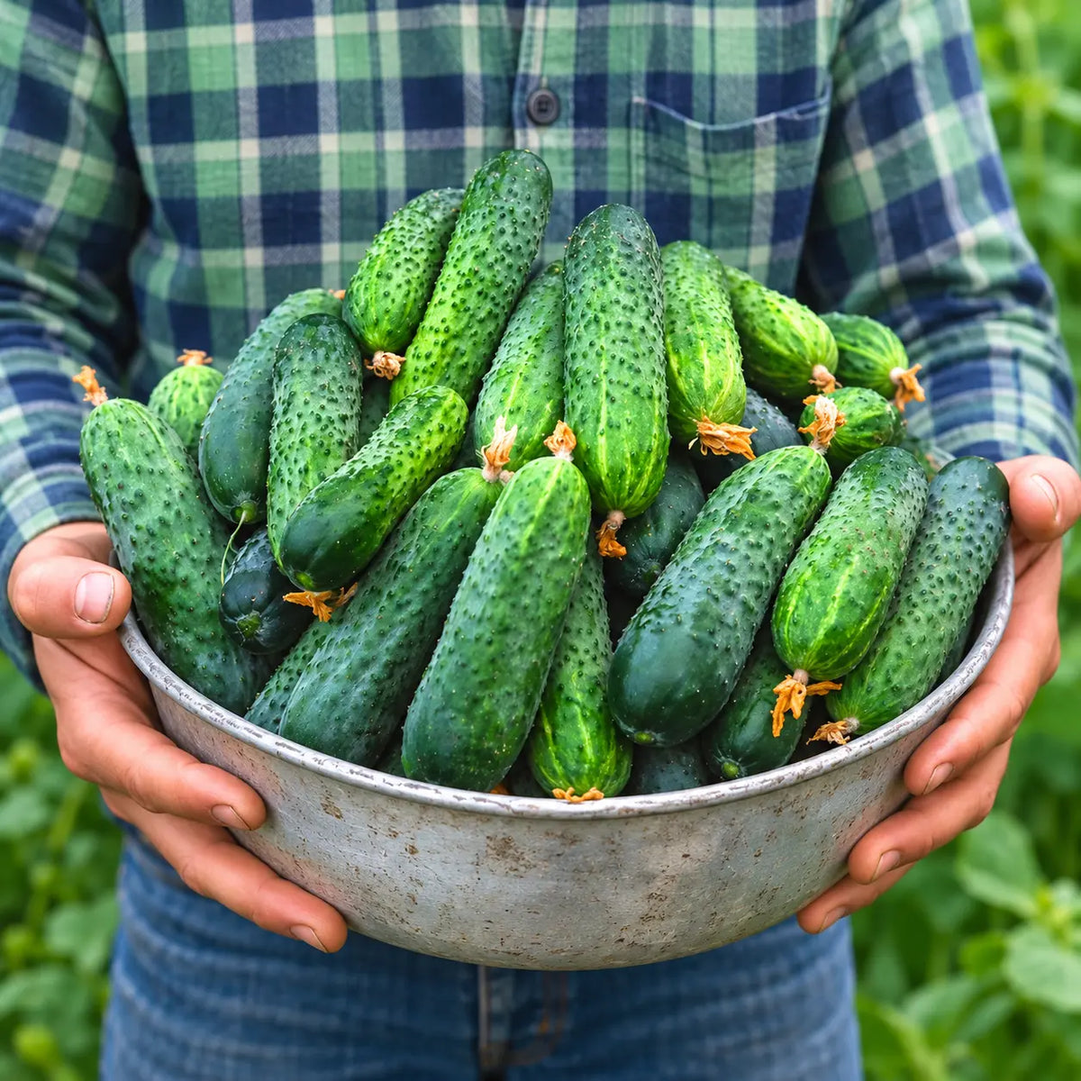 Pepino Calypso F1