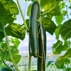 Pepino Unagi F1