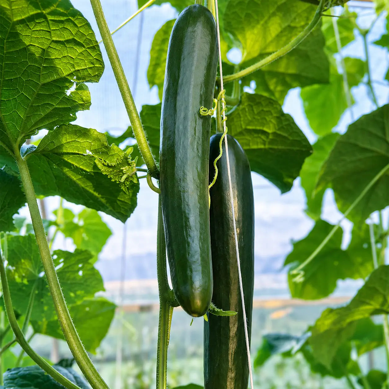 Pepino Unagi F1