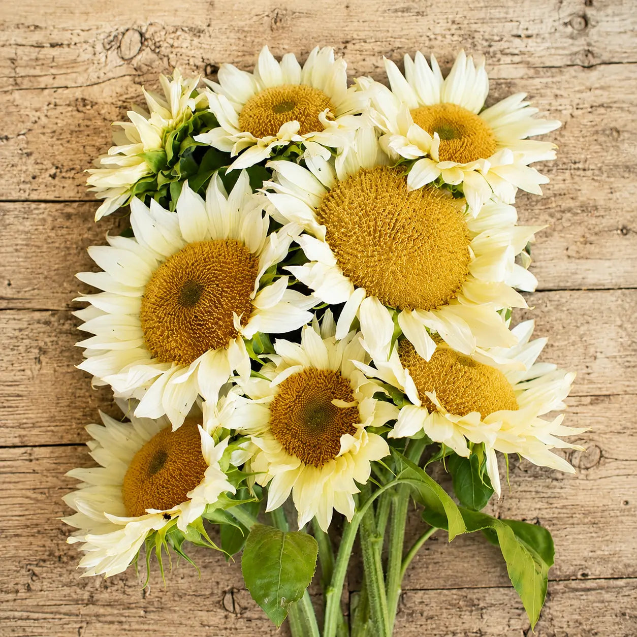 Girasol Pro Cut White Lite
