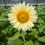 Girasol Pro Cut White Lite