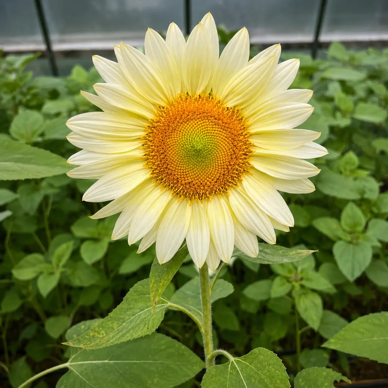 Girasol Pro Cut White Lite