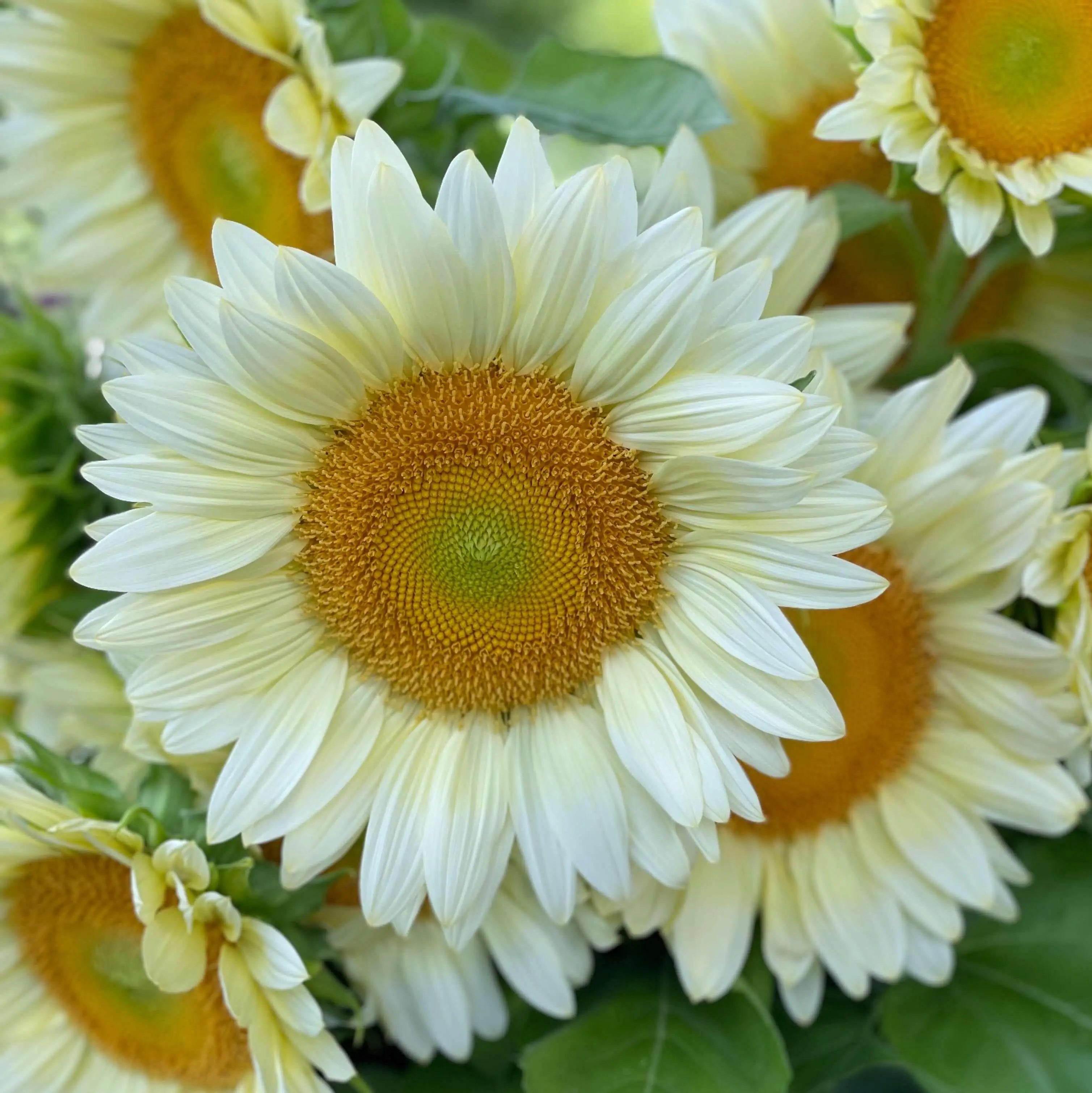 Girasol Pro Cut White Lite