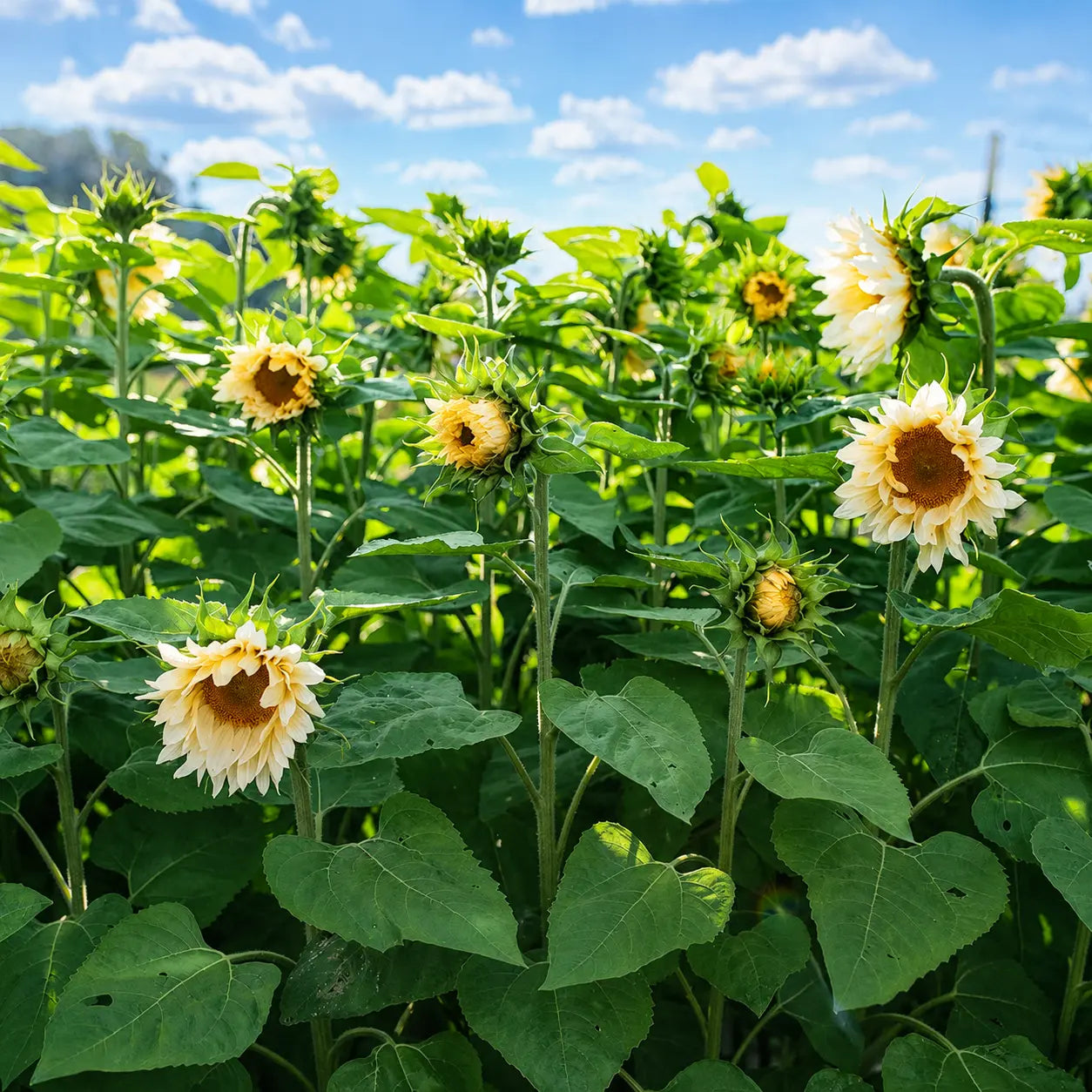 Girasol Pro Cut White Lite