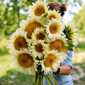 Girasol Pro Cut White Lite