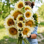 Girasol Pro Cut White Lite