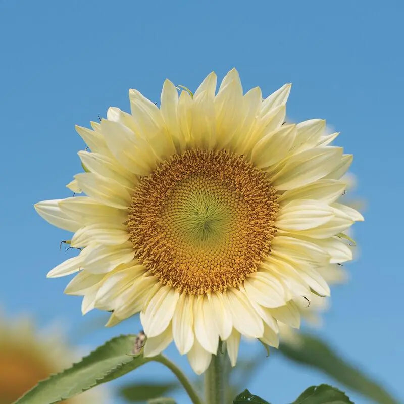 Girasol Pro Cut White Lite