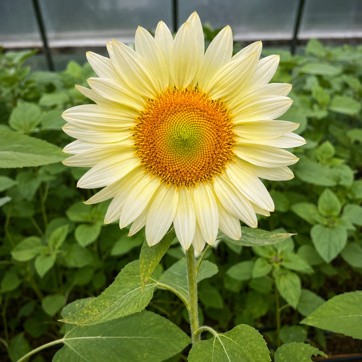Girasol Pro Cut White Lite