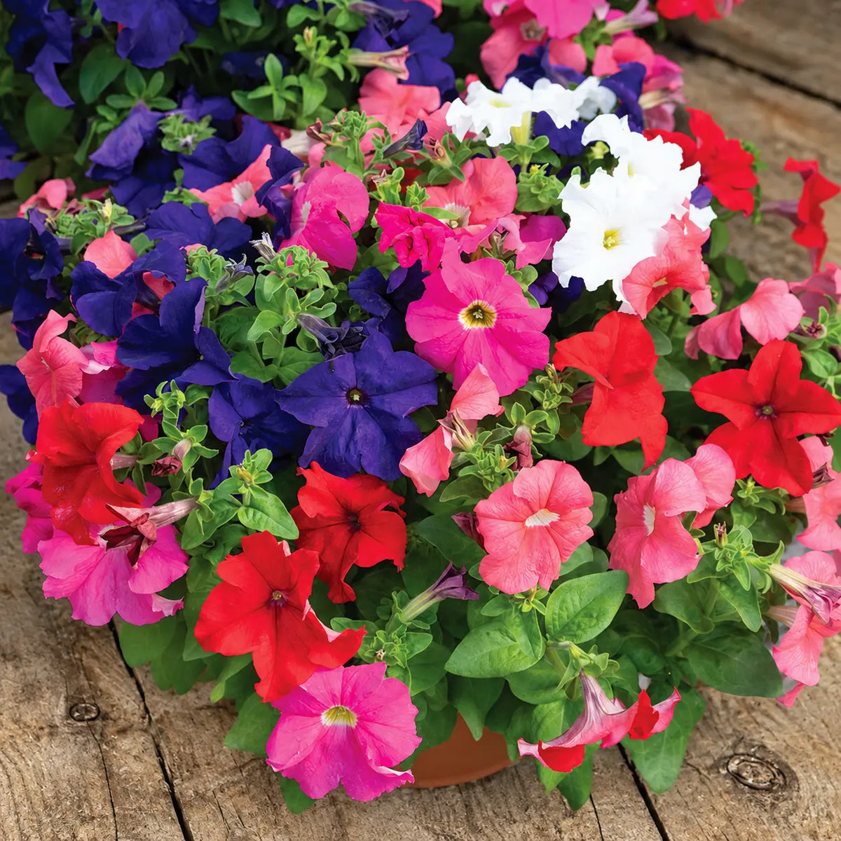Petunia Dreams™ Mix F1