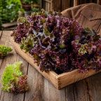 Lechuga Red Salad Bowl