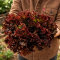 Lechuga Red Salad Bowl