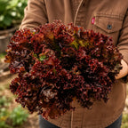 Lechuga Red Salad Bowl