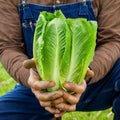 Lechuga Romana Verde Parris Island