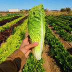 Lechuga Romana Verde Parris Island