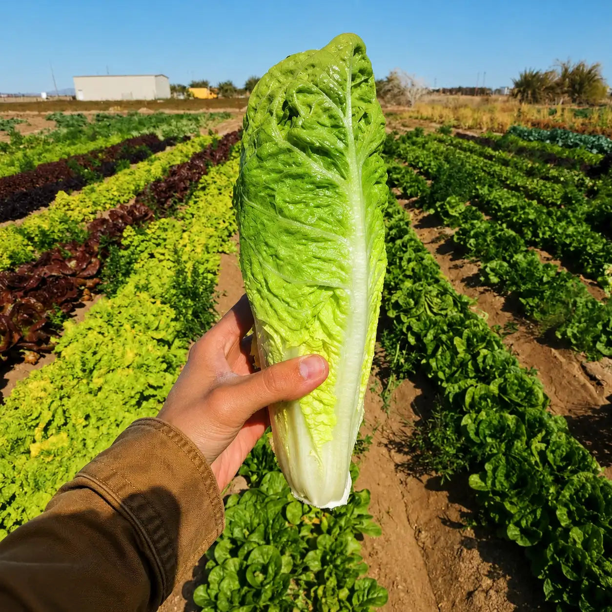 Lechuga Romana Verde Parris Island