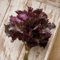 Shiso Rojo