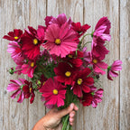 Cosmos Rubenza