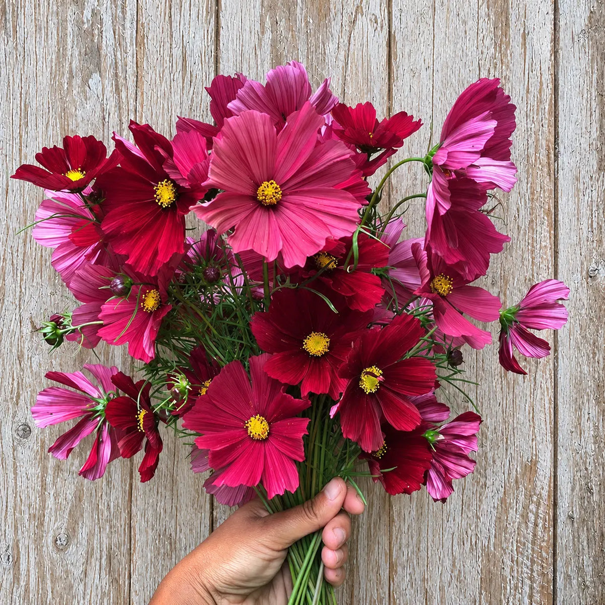 Cosmos Rubenza