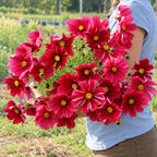 Cosmos Rubenza