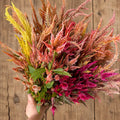 Celosia Shimmer