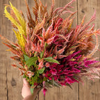 Celosia Shimmer