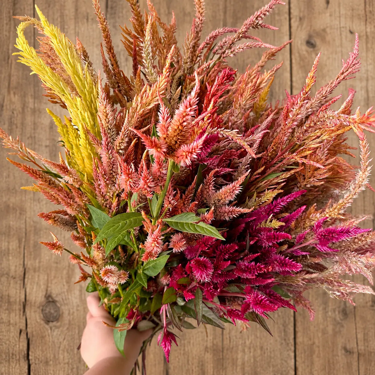 Celosia Shimmer