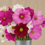 Cosmos Mezcla de Sensaciones
