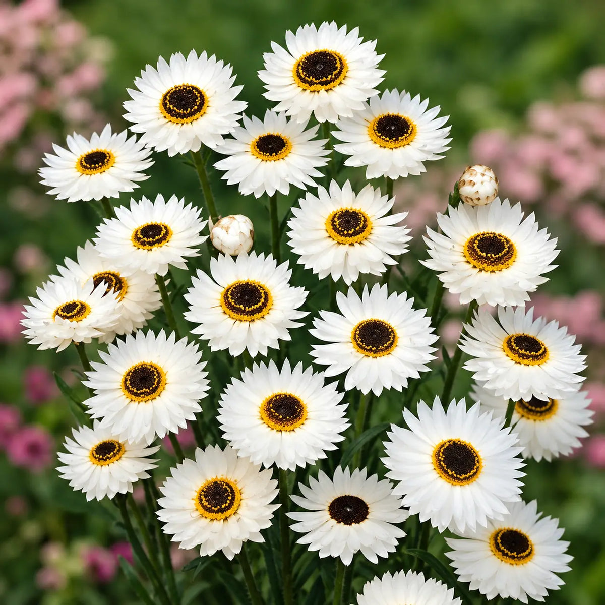 Pierrot Blanco