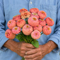 Zinnia Salmon Oklahoma