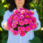 Zinnia Carmín Oklahoma