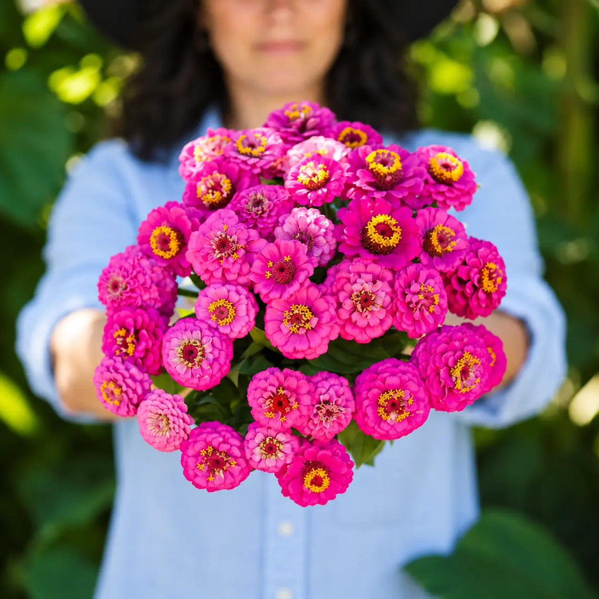 Zinnia Carmín Oklahoma