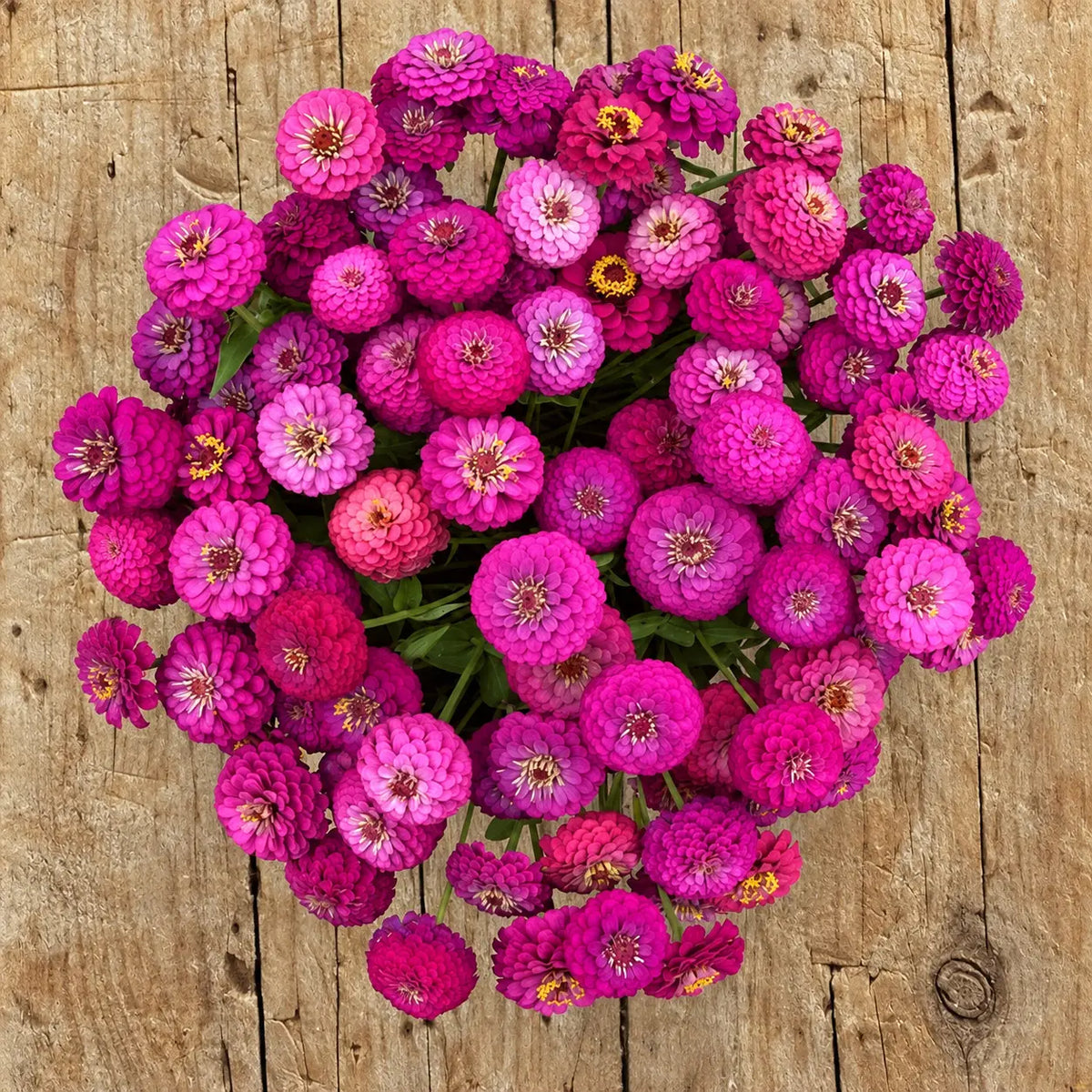 Zinnia Carmín Oklahoma