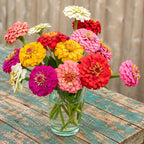 Zinnia Mezcla gigante de Benary