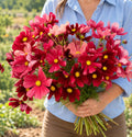 Cosmos Rubenza