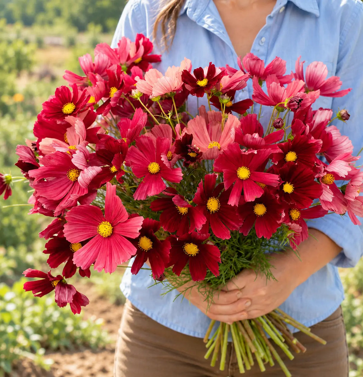 Cosmos Rubenza