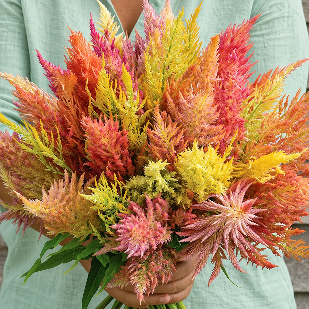 Celosia Shimmer