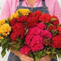 Celosia Chief Mix