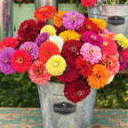 Zinnia Mezcla gigante de Benary