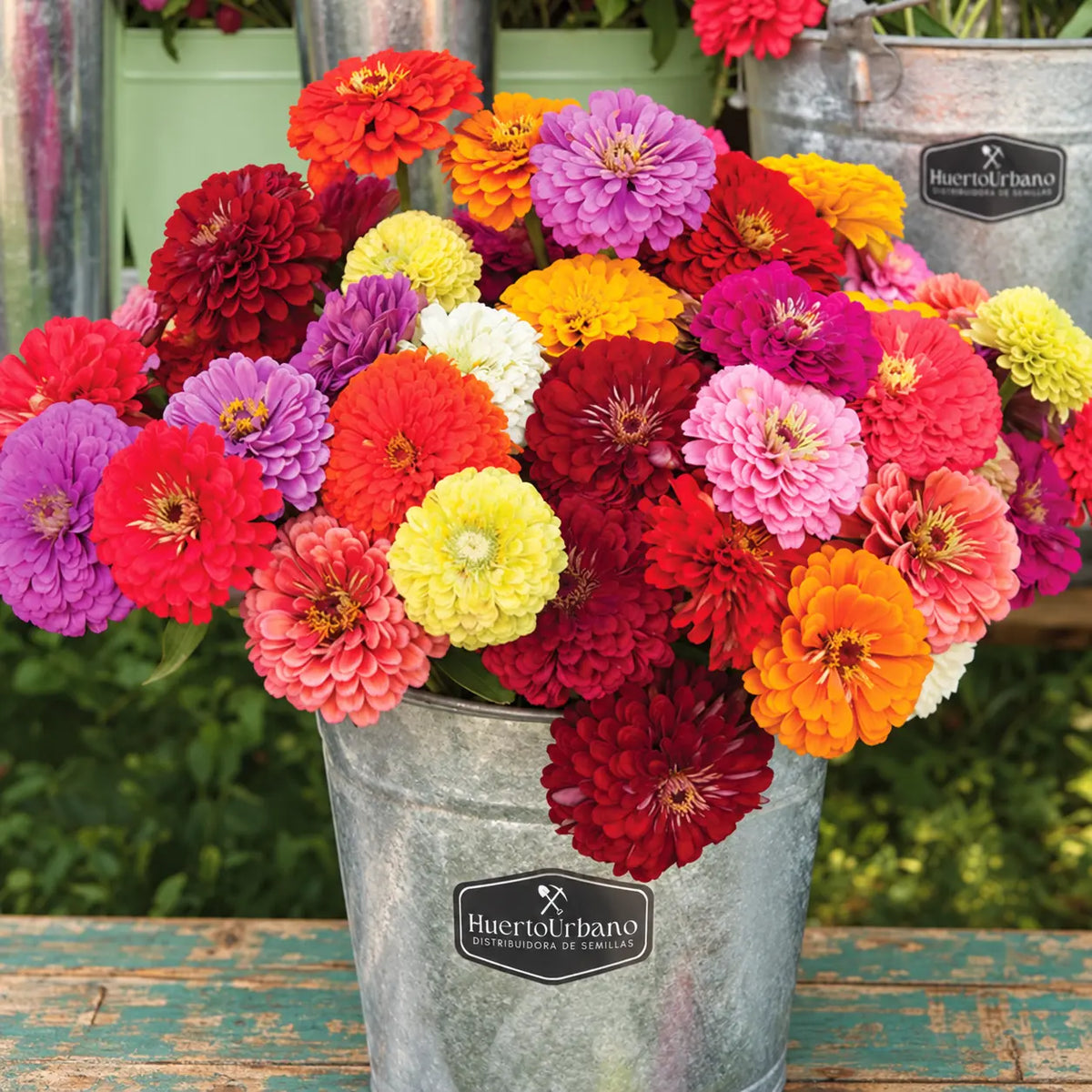 Zinnia Mezcla gigante de Benary