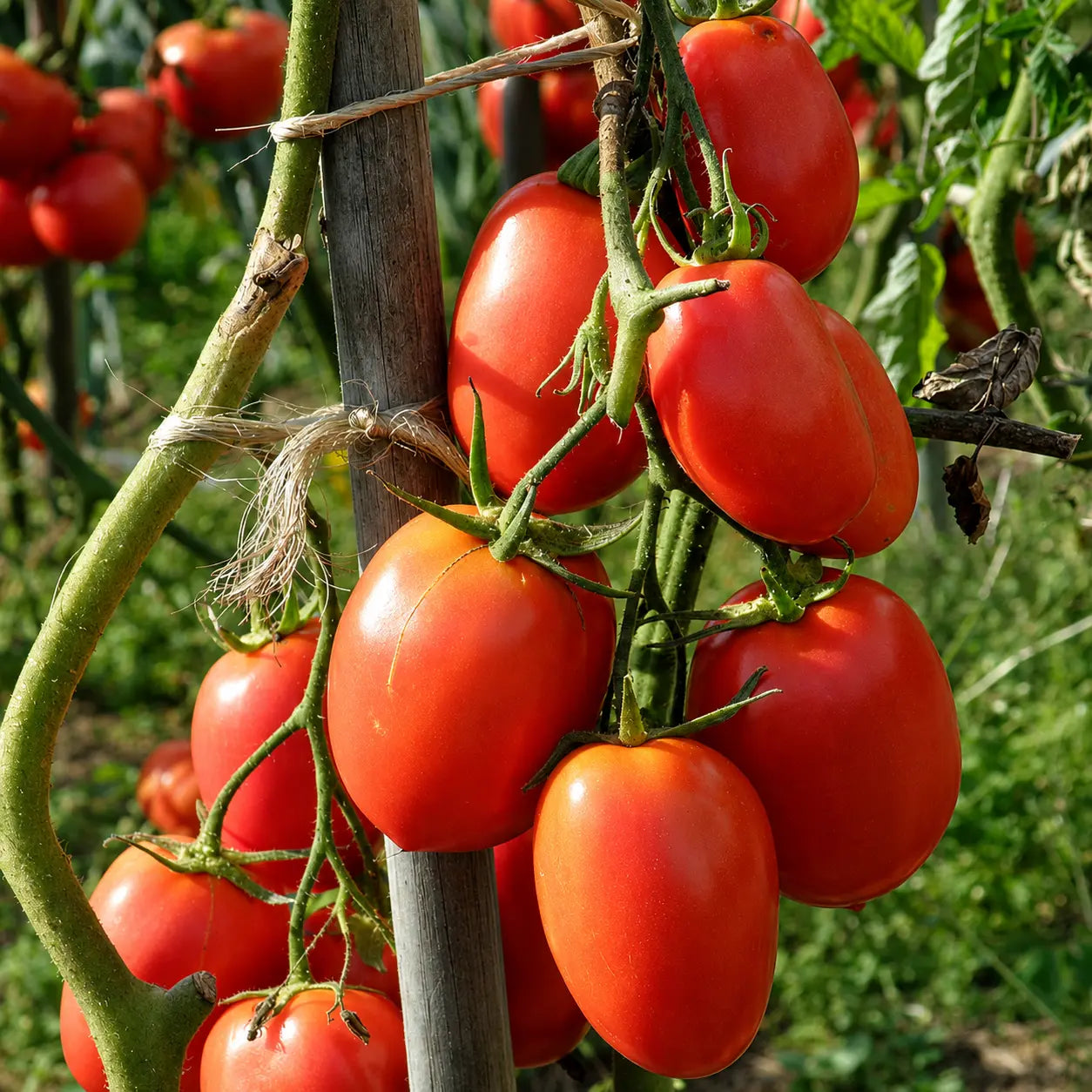 Tomate Bule