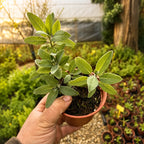 Salvia Común