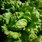 Lechuga Pellet Sativa F1